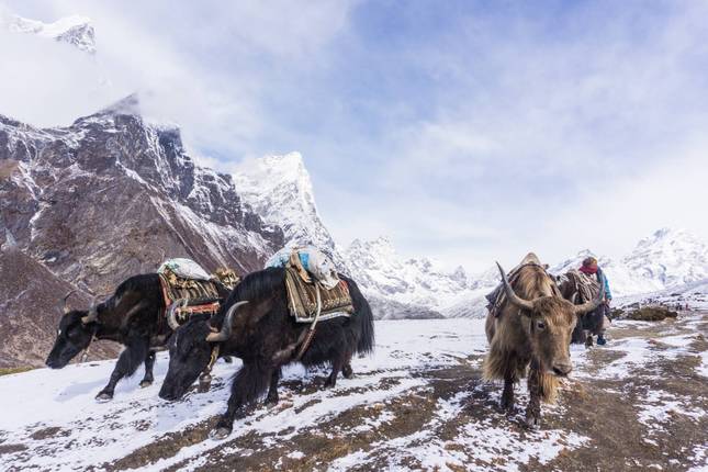 Langtang Valley Trek