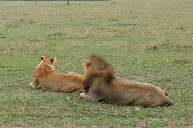 4 Dias em Masai Mara - Lake Nakuru com Jipe 4x4