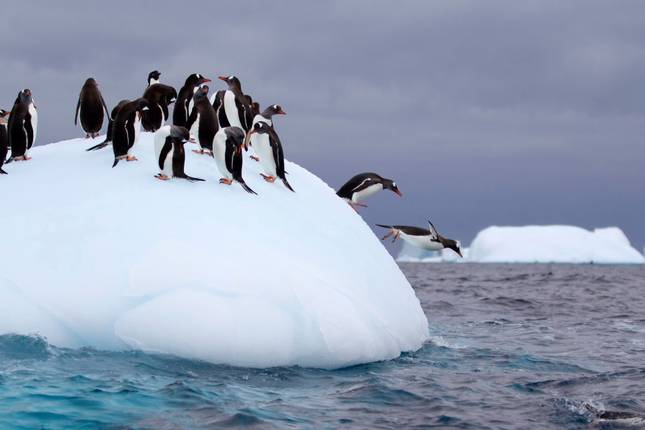 South Georgia and Antarctic Peninsula: Penguin Safari, Operated by Quark