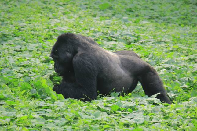 16 Days of Intensive Adventurous Safari through Magical Uganda and Rwanda ( Private tour)