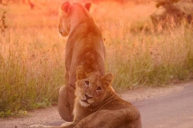 Luxury Kruger Park Safari & Panorama Route ​South Africa
