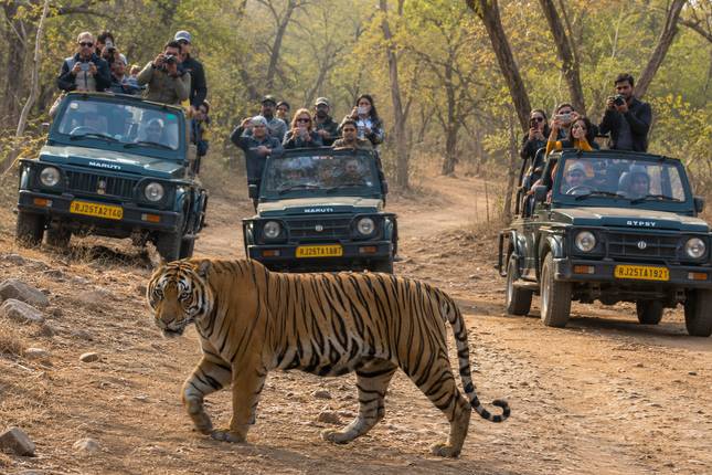 05 Days Golden Triangle Tour with Ranthambore Jungle Safari!!
