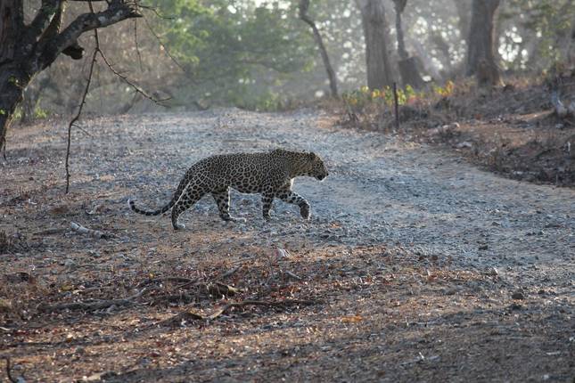 Excursão Triângulo Dourado com Ranthambore