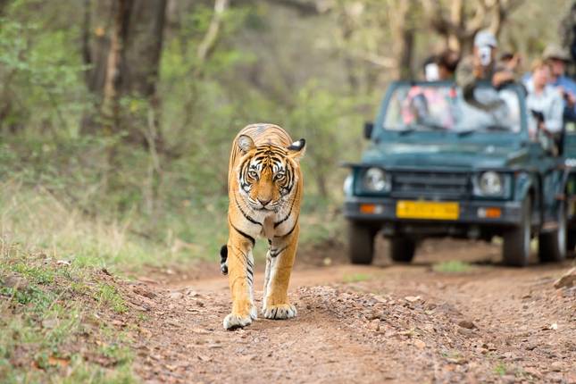 6 Tage Goldenes Dreieck Tour mit Ranthambore - Tiger und Taj Mahal Sonnenaufgang/Sonnenuntergang