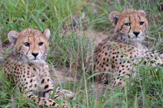 Safari w Kenii, Tanzanii i na Zanzibarze + Plaża