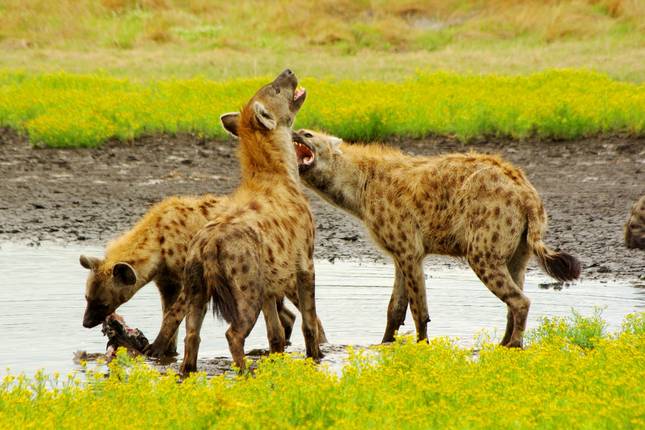 10 Best Zambia Tours & Trips 2024/2025 - TourRadar
