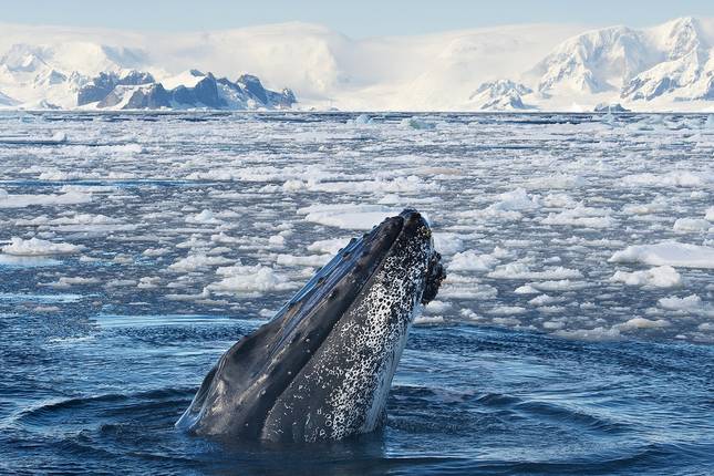 Classic Antarctica - 10 days