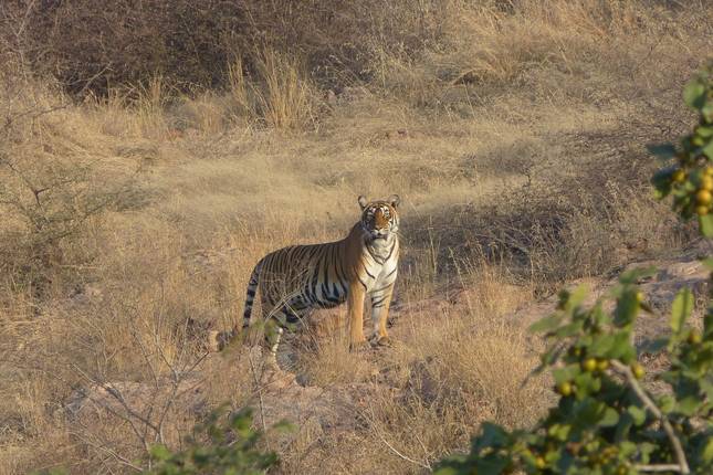 Top 10 Indien Tigertouren Touren Vergleichen Flexibel Buchen 21 Tourradar