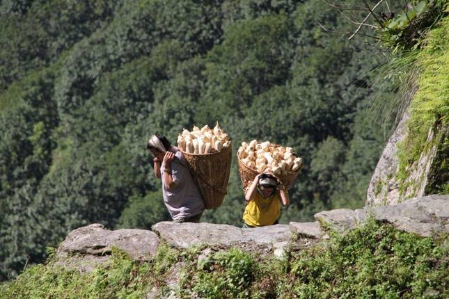 4-dniowy trekking Ghorepani Poon Hill