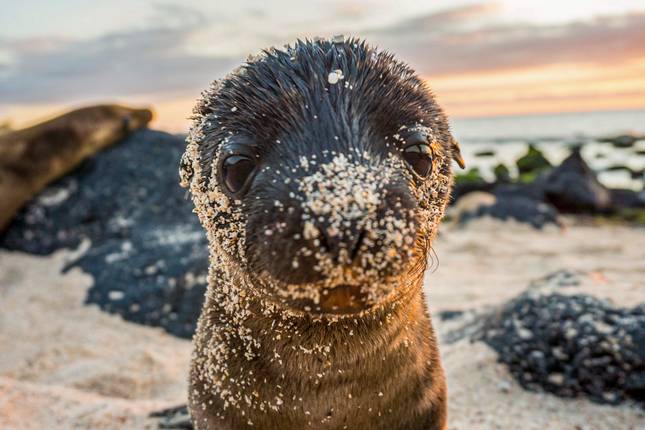 Galápagos – West and Central Islands aboard the Reina Silvia Voyager