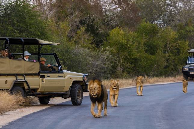 Vernauwd veel plezier aanvulling De 10 Beste Kruger Nationaal Park Rondreizen & Tours - TourRadar