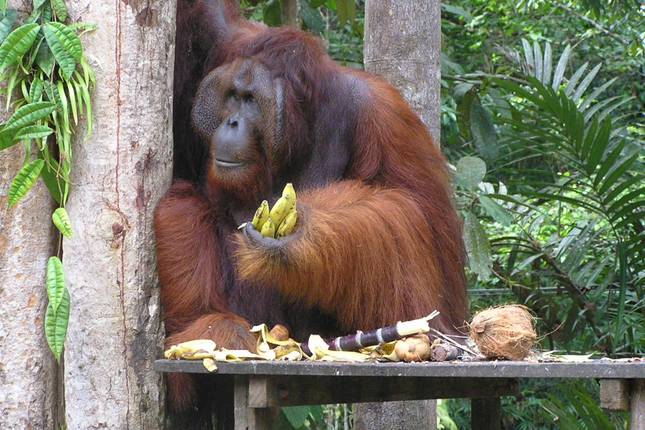 Wild Sarawak