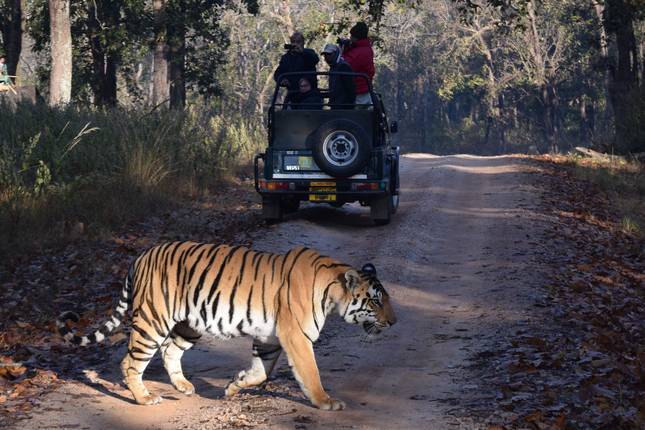 Tiger Safari India with Taj Mahal Tour