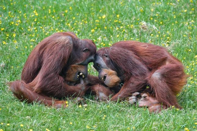 インドネシア探検:カリマンタンのオランウータン