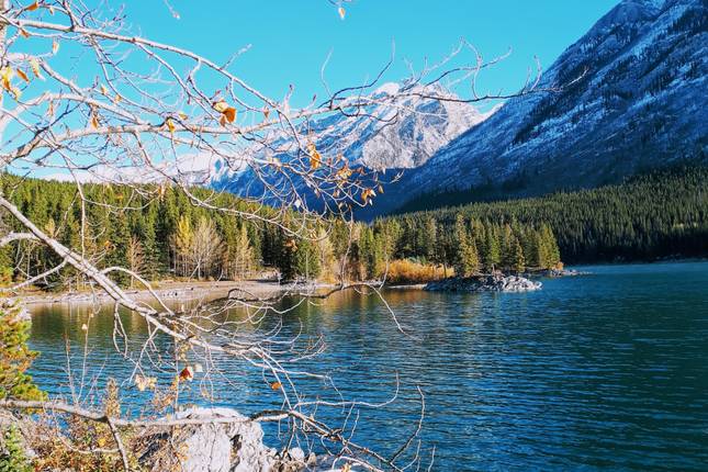 Wapiti - Banff Rockies Expedition