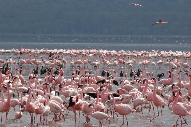 8日間 ケニアの有名ビッグ5 プライベート野生動物サファリ