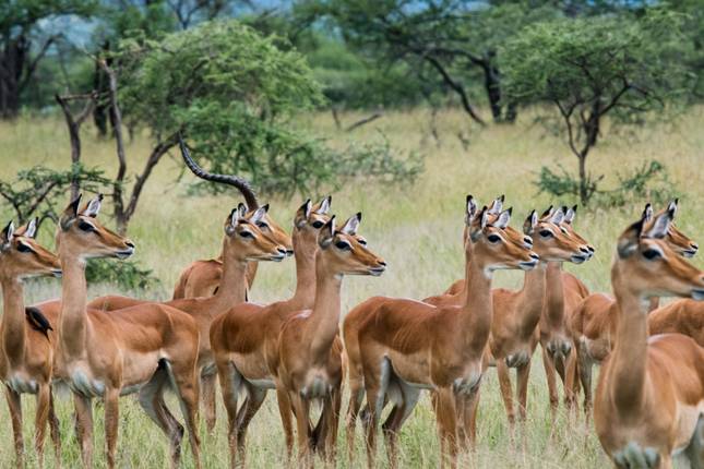 12 Days Best of Kenya and Tanzania Luxury Lodge Safari