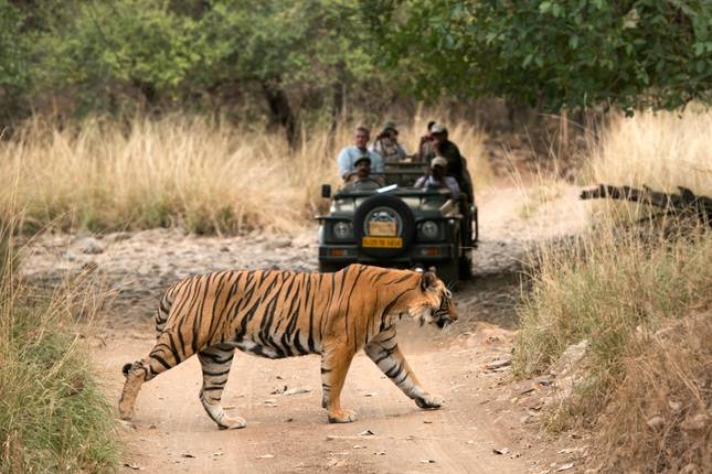 6 Tage Goldenes Dreieck Tour mit Ranthambore Tigern und Taj Mahal Sonnenuntergang/Sonnenaufgang