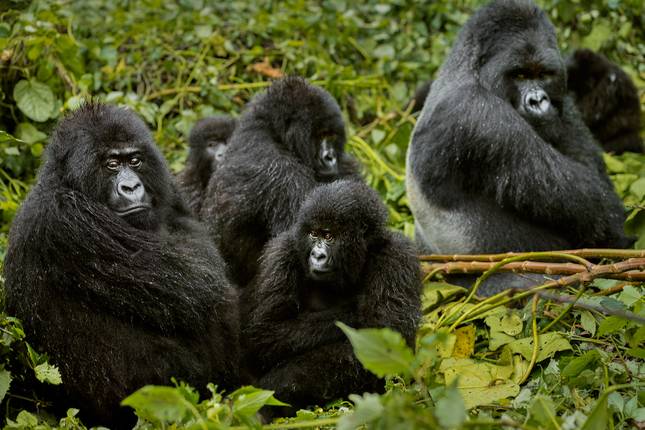 7 Day Adventure Uganda Rwanda Tour - Gorilla Safari Trails