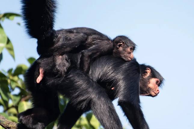 Peru Jewels - 10 Days (Lima - Cusco & Puerto Maldonado)