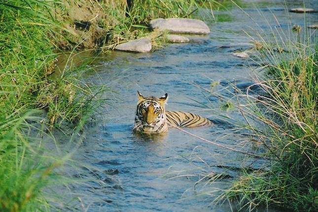 Jim Corbett Rundreise ab Delhi