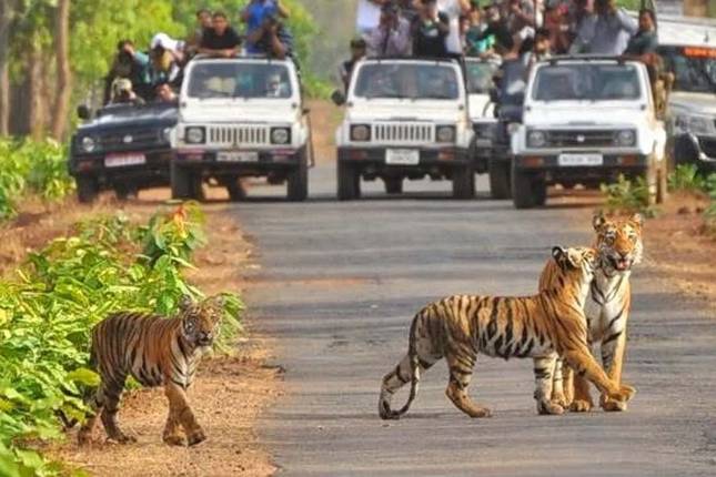 Excursión de safari en tigre en el Mismo día desde Jaipur todo incluido