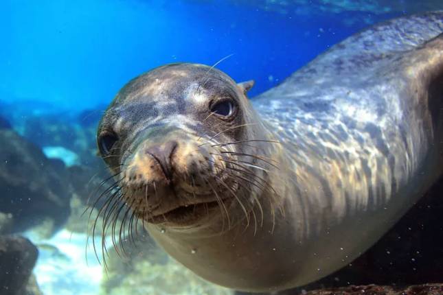 Wulkany i Galapagos