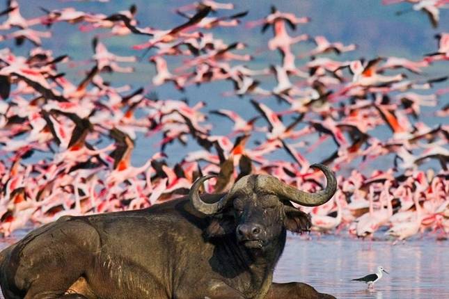 6-Day Amboseli, Lake Nakuru & Masai Mara Private Safari