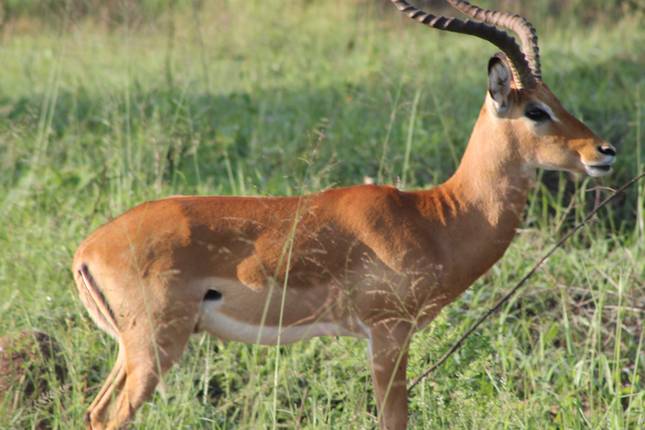 3-Day Akagera National Park Wildlife Safari