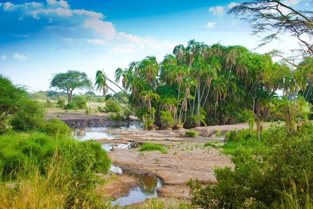 Simba Safari, Serena Lodges - Private Tour