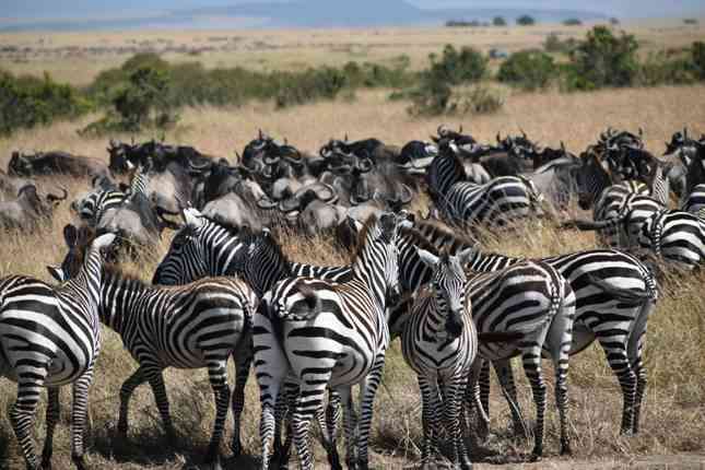 14 Days The Heart Of  Kenya & Tanzania  Safari