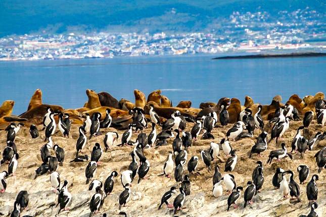 Tailor-Made 19-Day Patagonia Wildlife Tour, Daily Start & Private Guide