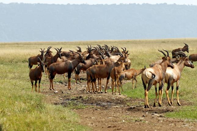 3-Day Taste of Masai Mara Safari