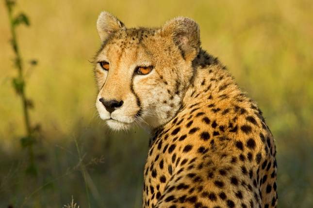 Safari to the Shimba Hills, Ngutuni & Salt Lick, Short Break (On Request)