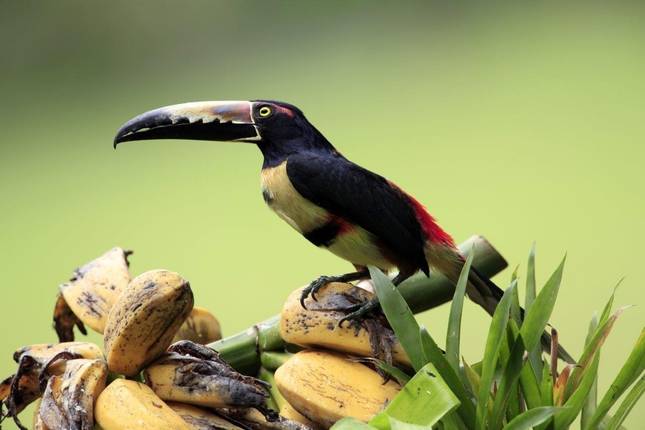 3-Day Sarapiqui with White River Rafting, Short Break