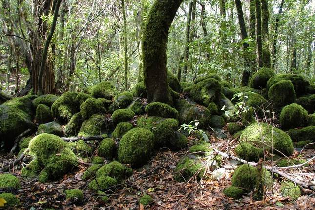 La Gomera - Botanical Paradise (8 days)