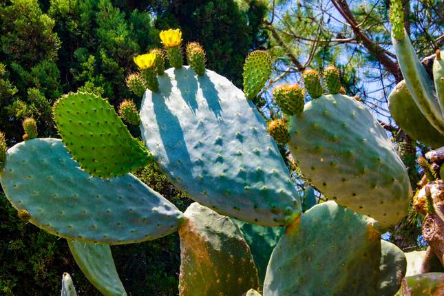 Mallorca Finca rally - Through the quiet Heart of the Island 7 Days