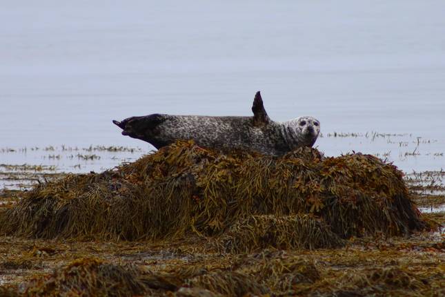 7 Days Private tour - Golden Circle, South Coast, Snæfellsnes and Reykjavik (Winter)