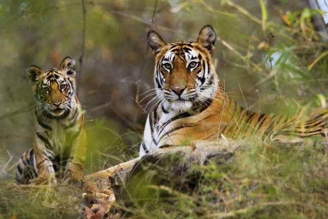 India Tiger Safari Tour with Agra