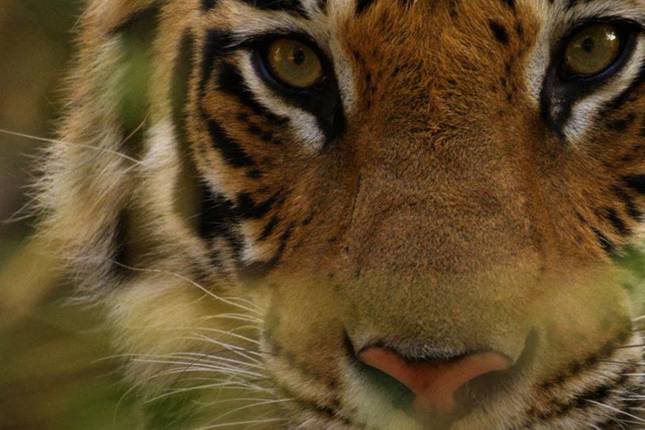 India Tiger Safari Tour