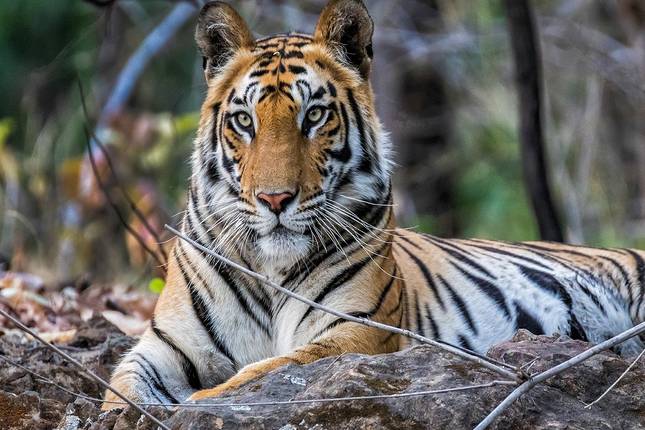 10 Best Wildlife Tours & Trips from New Delhi - TourRadar