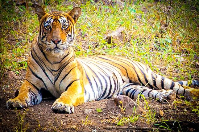 Rajasthan Wildlife Tour: Ranthambore National Park by Train - 5 Days