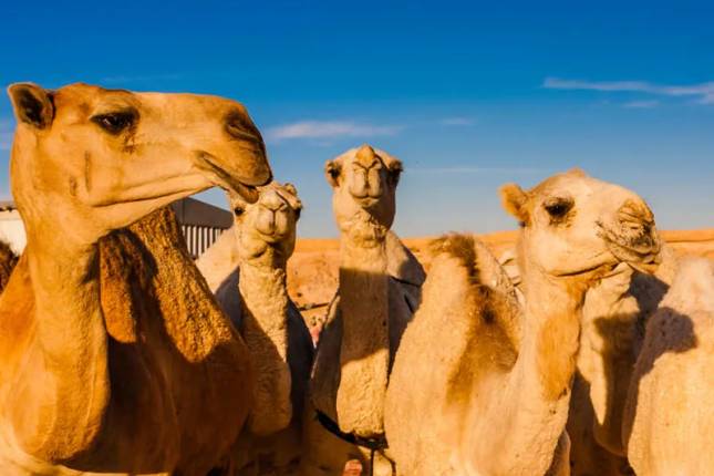 Explore o Reino da Arábia Saudita