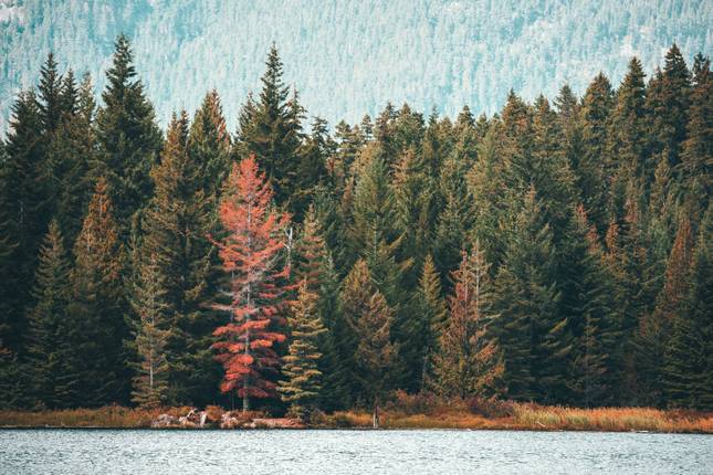 Discover the Canadian Rockies