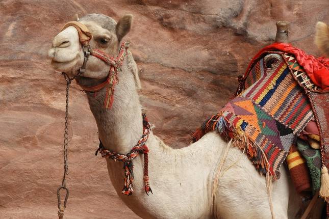 Biblical Israel and Jordan 7 days (2+Travelers, 3* Hotel)