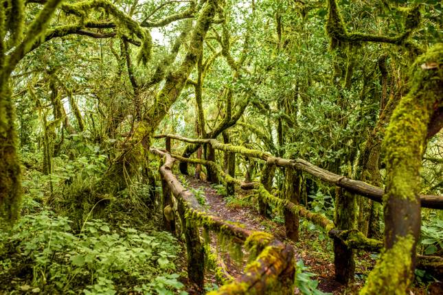 Hiking La Gomera comfortably (8 days)