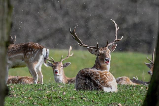 Historic England: Castles and Country Life