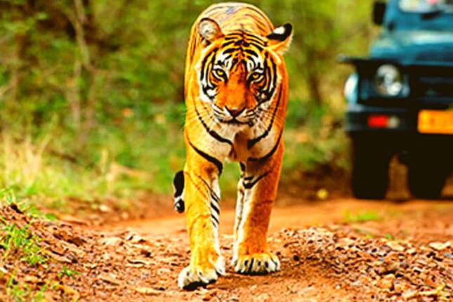 10 Best Private Tours in Jim Corbett National Park 2023/2024 - TourRadar 10 Best Private Tours in Jim Corbett National Park 2023/2024 - TourRadar