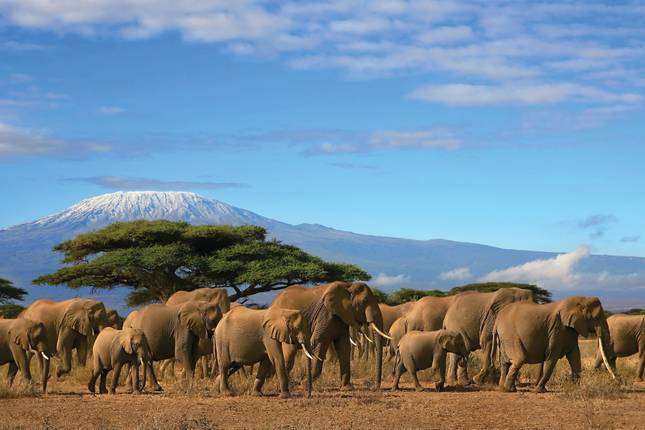 The Plains of Africa Kenya Wildlife Safari (Nairobi to Amboseli) (2026)
