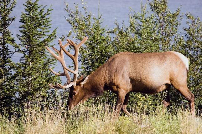 Canada Like in a Picture Book